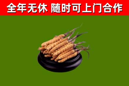 花山回收冬虫夏草