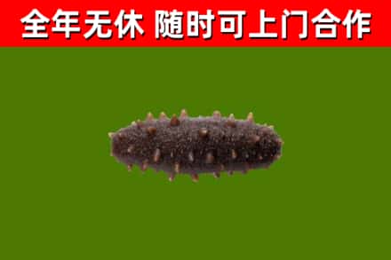花山回收海参干